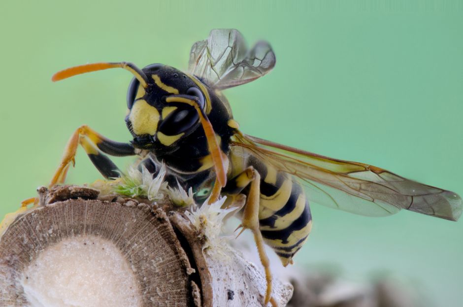 Yellow And Black Wasp On Brown Branch Free Stock Photo yellow-and-black-wasp-on-brown-branch-free-stock-photo
