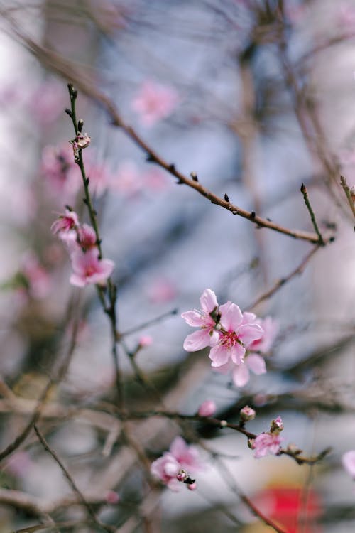 ピンクの花, フラワーズ, 垂直ショットの無料の写真素材