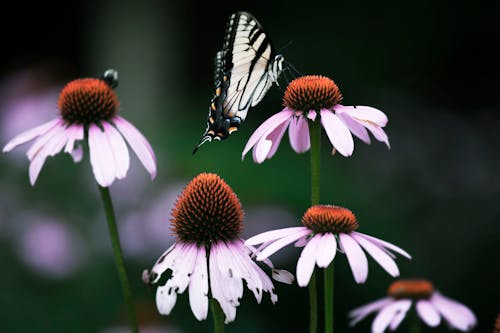 Photo En Gros Plan De Papillon Perché Sur Une Fleur