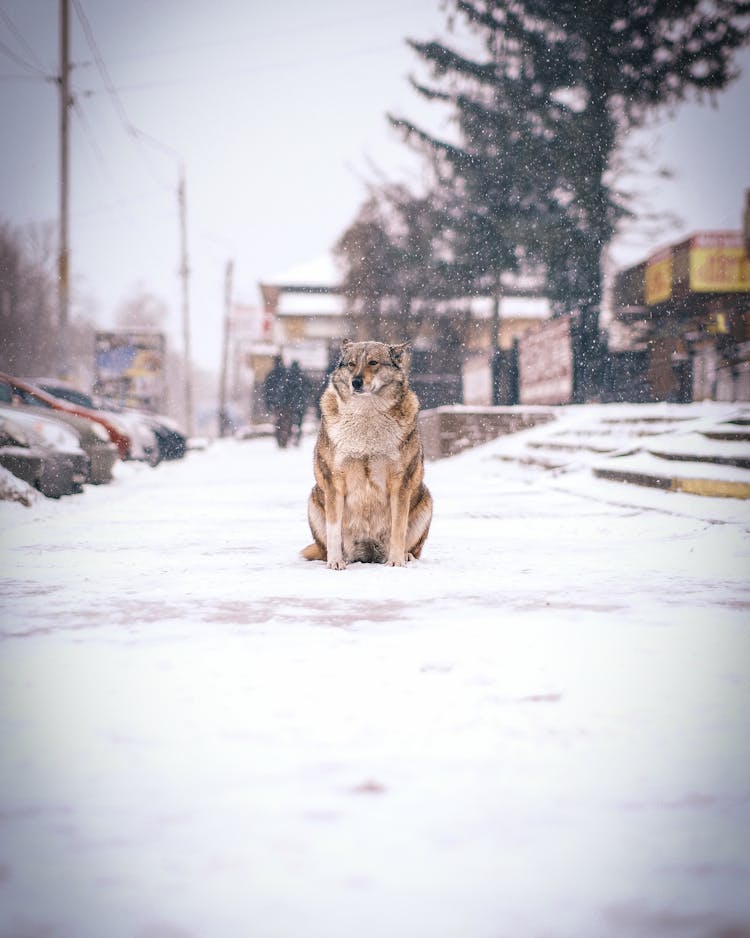 Gray Wolfhound With Thick Fur Sitting On The Sidewalk Buried In The Snow