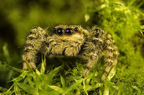 Fotografia Aproximada De Aranha Marrom E Cinza