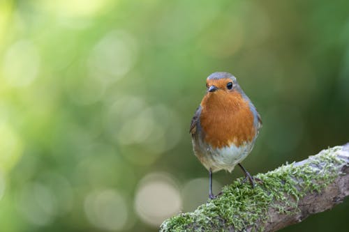 Fotobanka s bezplatnými fotkami na tému bokeh, divočina, európsky robin