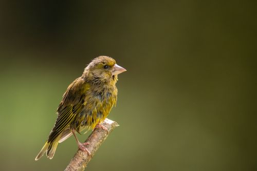 Free Detailed portrait of a European greenfinch perched on a branch against a green background. Stock Photo