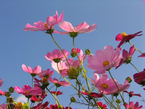 Beautiful pink cosmos flowers in full bloom under a clear blue sky.