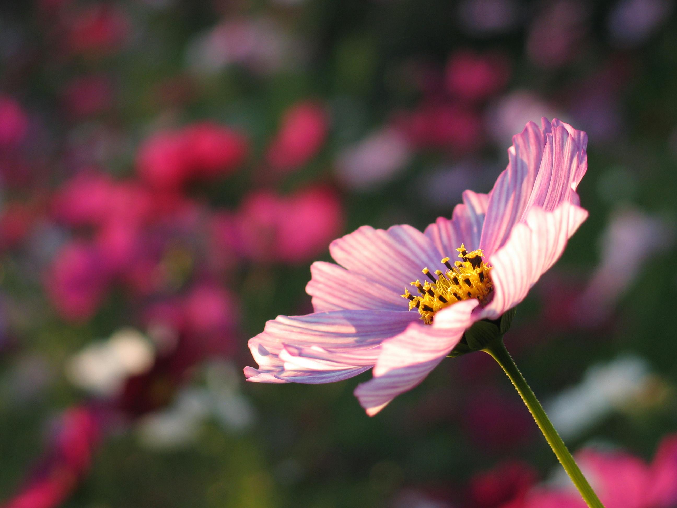 Gratis Immagine gratuita di abruzzo, alotment, ambiente Foto a disposizione