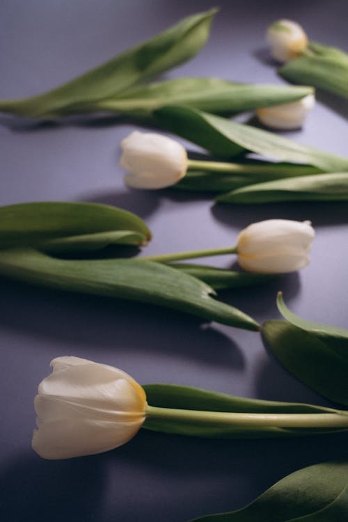 Бесплатное стоковое фото с белые тюльпаны, вертикальный выстрел, выборочный фокус