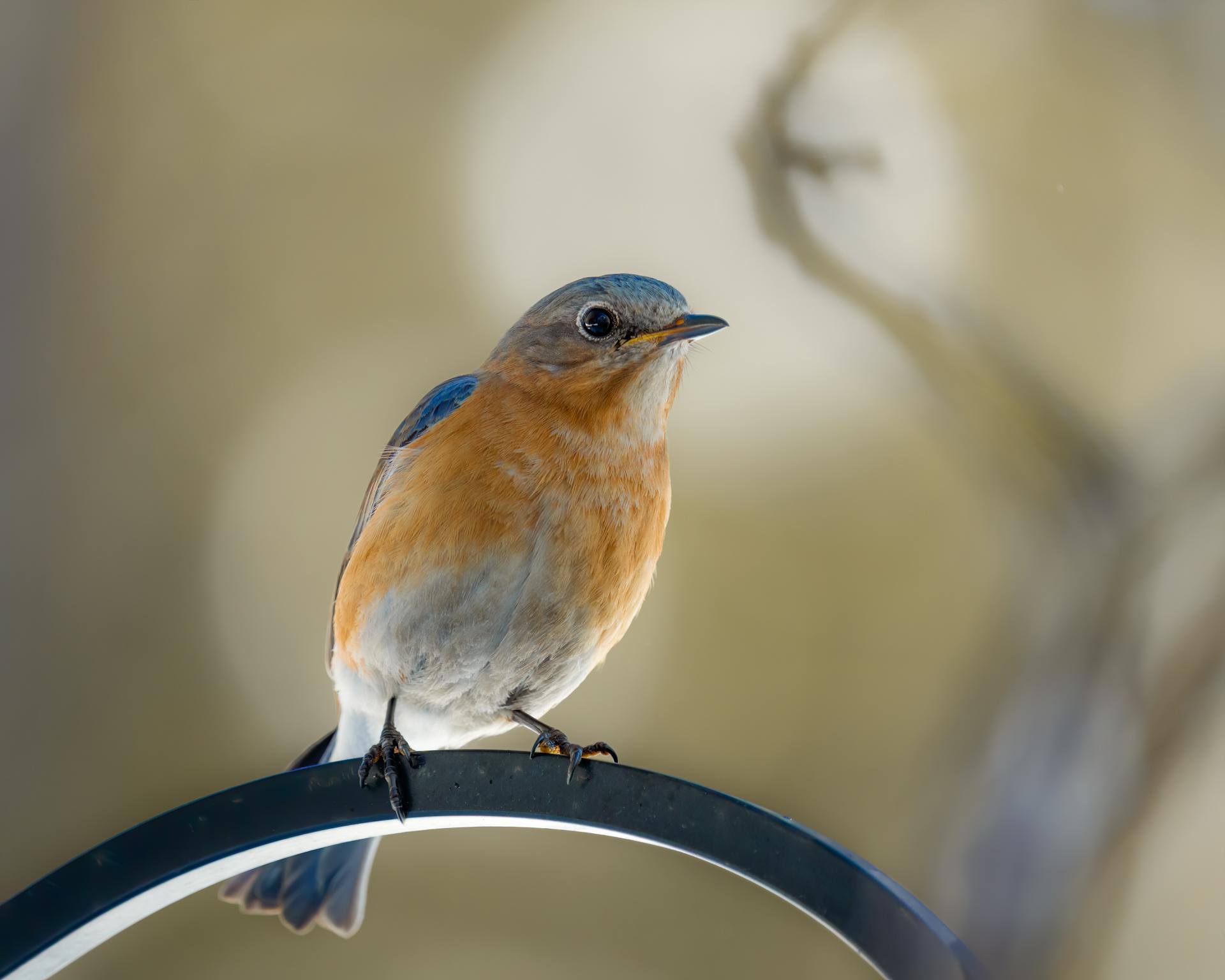 Close-up of a Bluebird