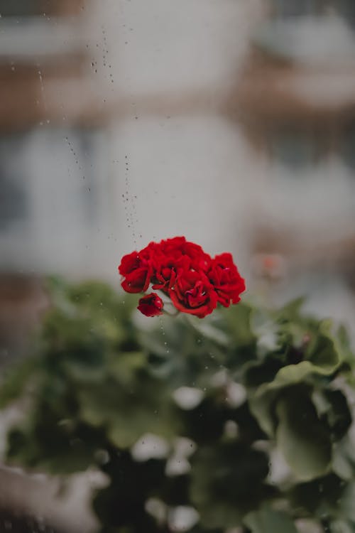 Raindrops over Flower and Leaves