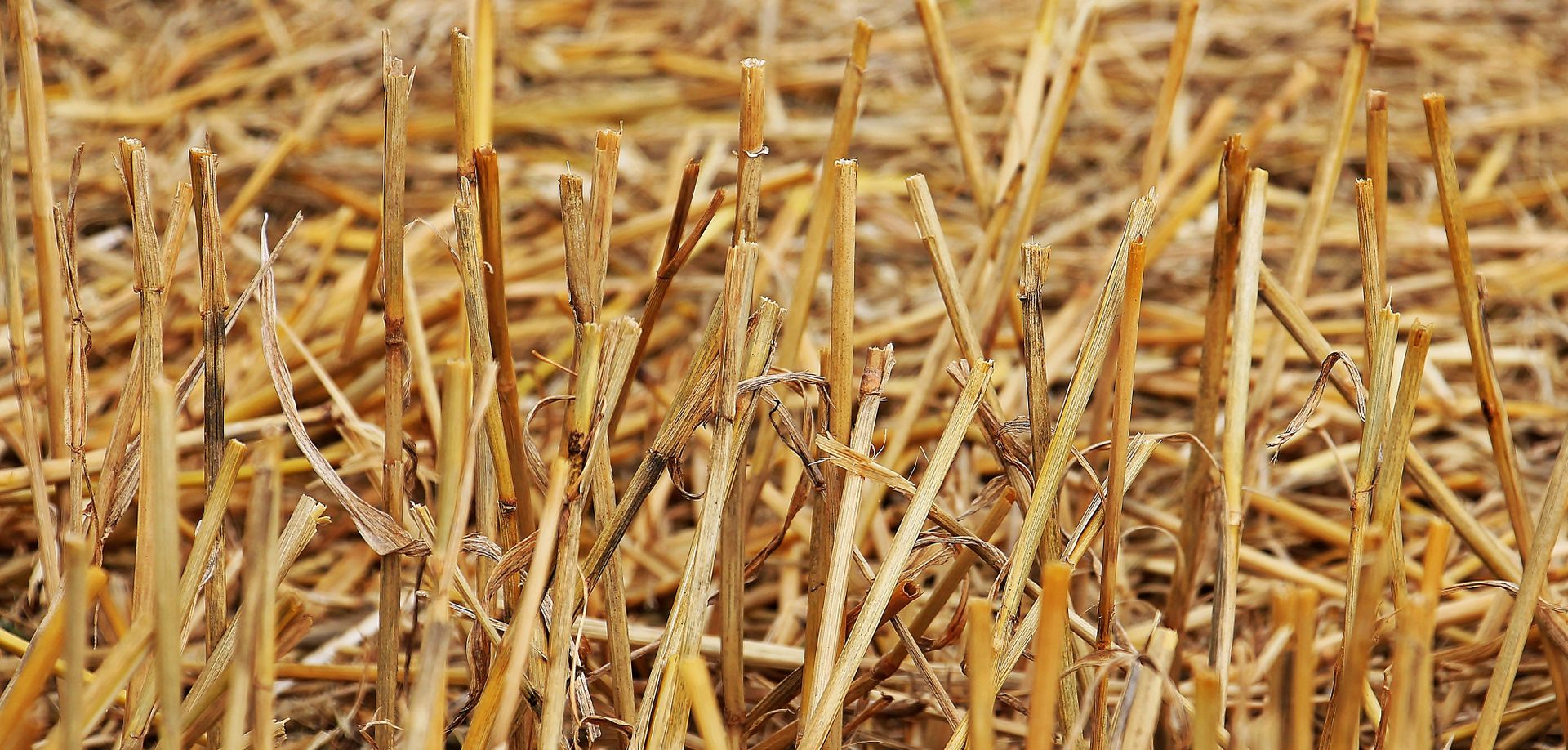 Brown Twigs Cut