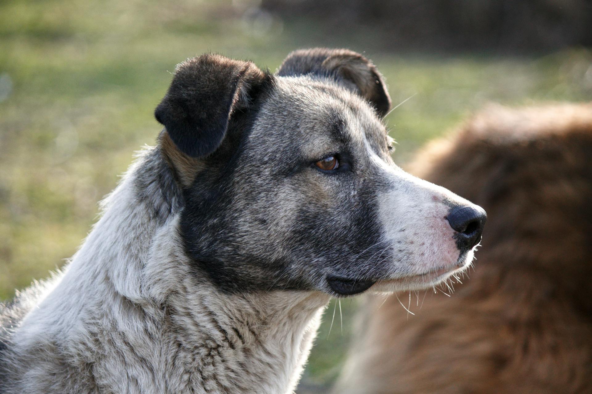 Australian Cattle Dog