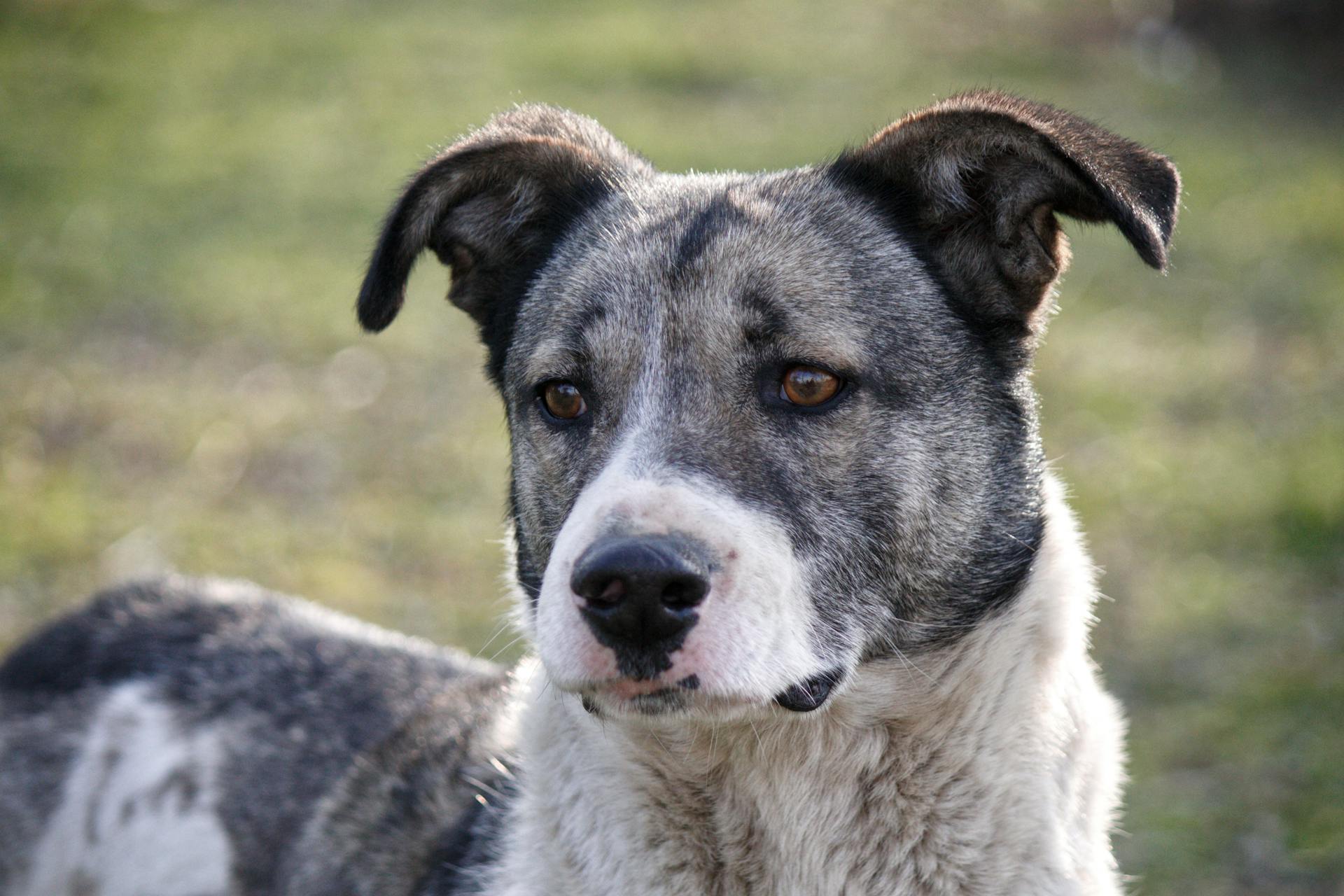 Close-up van een Australische Cattle Dog