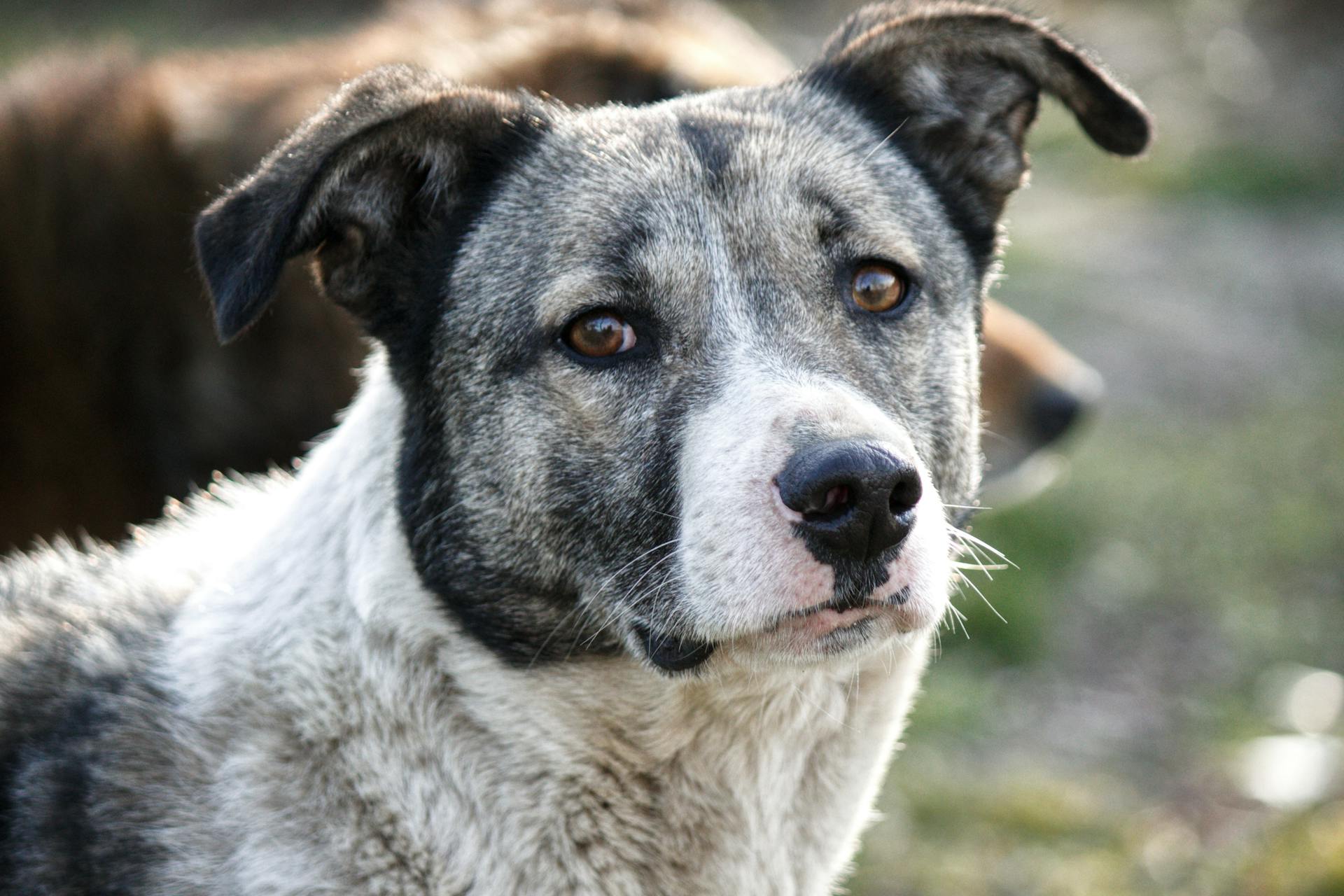 Vue rapprochée du chien de bétail australien