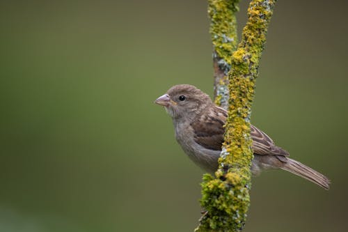 Close-up of a Sparrow Sitting on a Tree Covered with Moss
