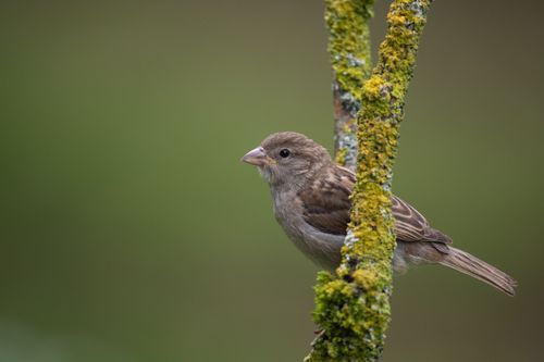 Free Close-up of a sparrow perched on a mossy branch, showcasing nature's beauty in France. Stock Photo