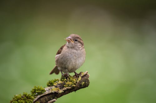 Gratis arkivbilde med bakgrunnsbilde, dyrefotografering, dyreverdenfotografier