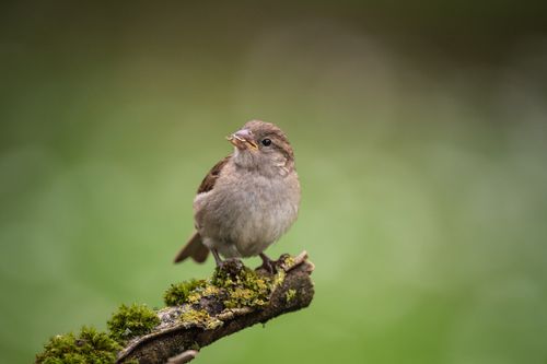Free A sparrow perched on a mossy branch against a green background in France. Stock Photo