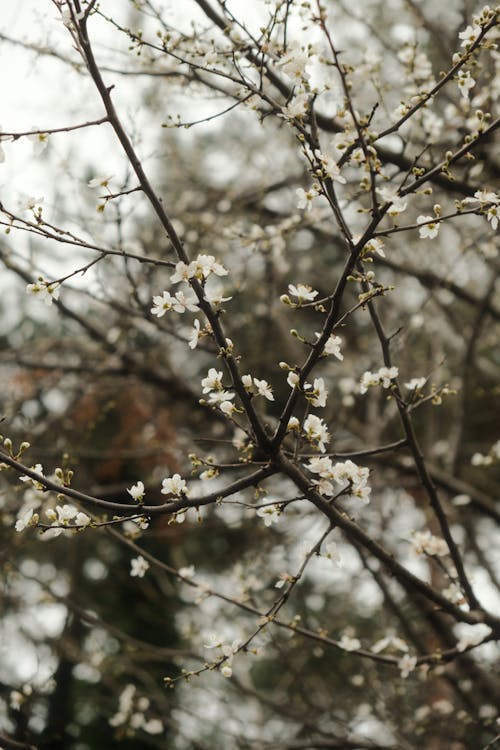 Gratis lagerfoto af blomster, botanik, fjeder