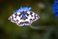 一张详细的宏观照片捕捉到一只蝴蝶栖息在鲜艳的蓝色花朵上