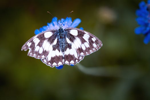 一张详细的宏观照片捕捉到一只蝴蝶栖息在鲜艳的蓝色花朵上