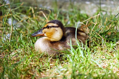 免费 白天在绿草地上的棕色和黑色鸭 素材图片