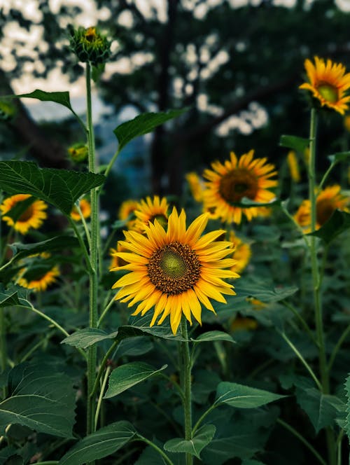 Ilmainen kuvapankkikuva tunnisteilla auringonkukat, kasvit, keltainen