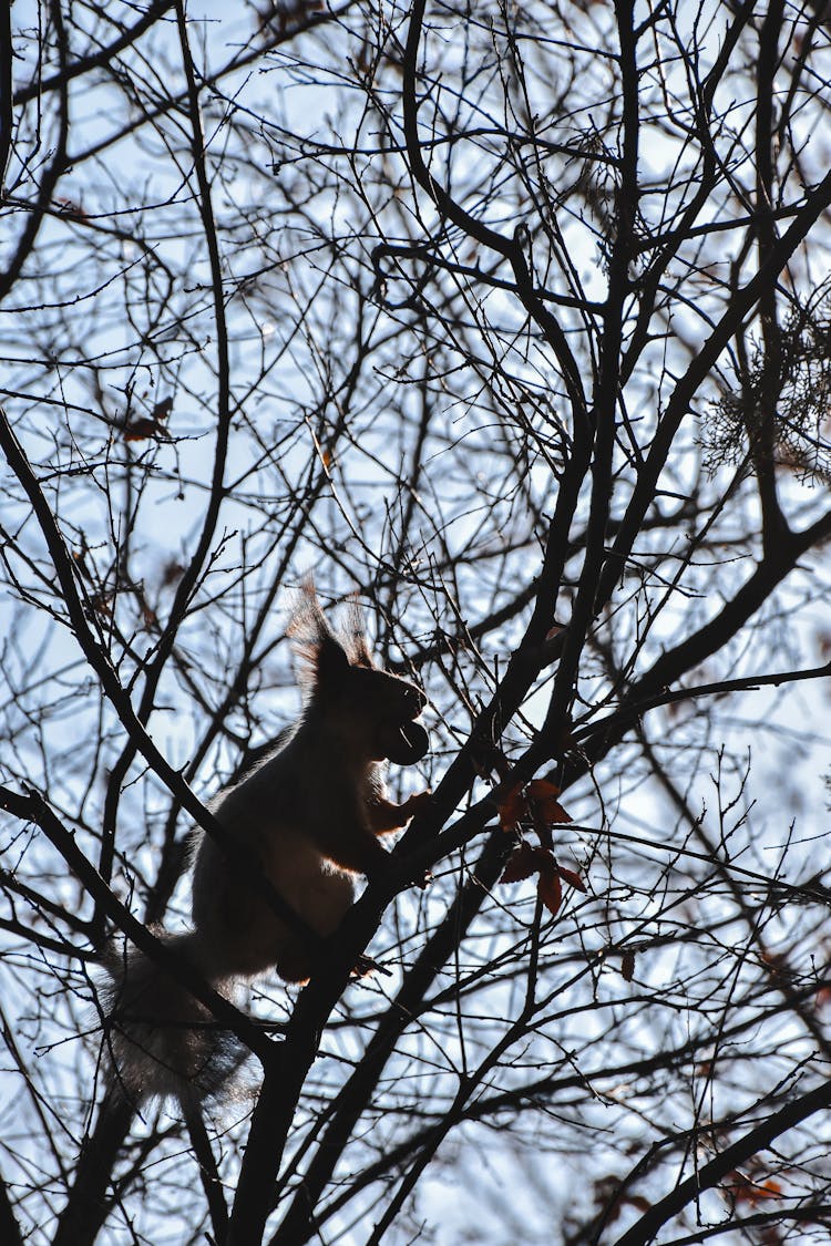 Squirrel On Tree