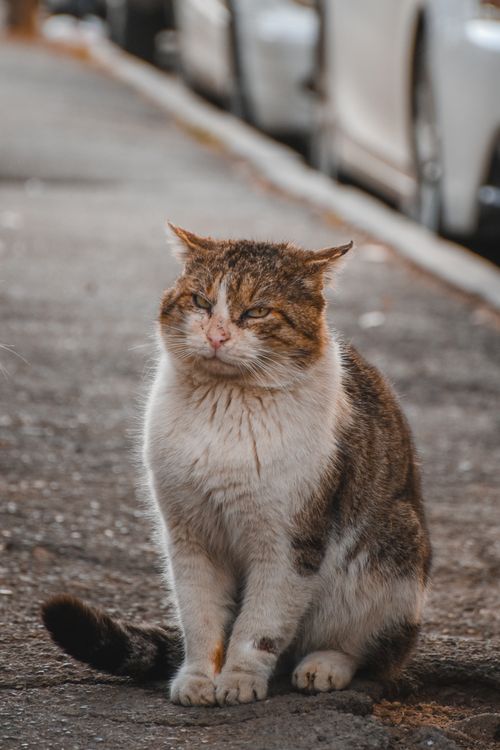 Free Close-up of a stray cat sitting on a pavement, showcasing its expressive eyes and fur details. Stock Photo