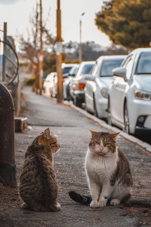 Free Two cats sitting on a sidewalk beside parked cars, creating a serene urban pet scene. Stock Photo