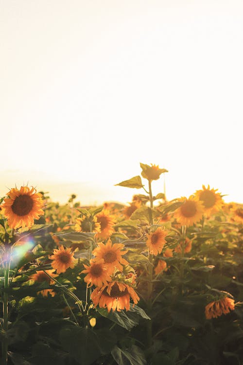 Imagine de stoc gratuită din a închide, câmp, floarea-soarelui