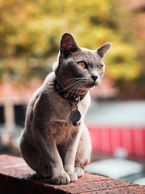 Foto d'estoc gratuïta de adorable, de peluix, fotografia d'animals