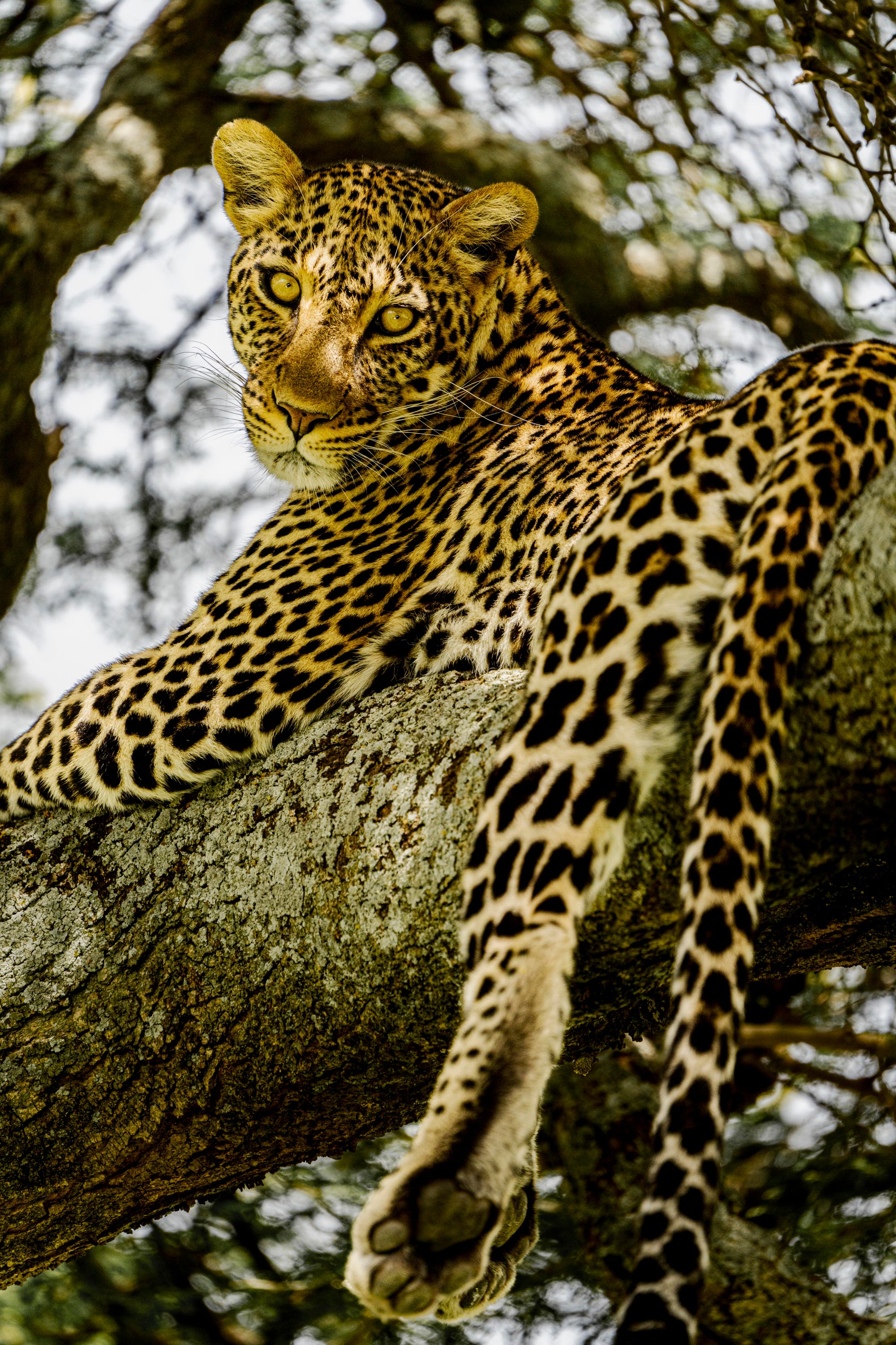 Leopard resting on a tree branch — generic wildlife photography