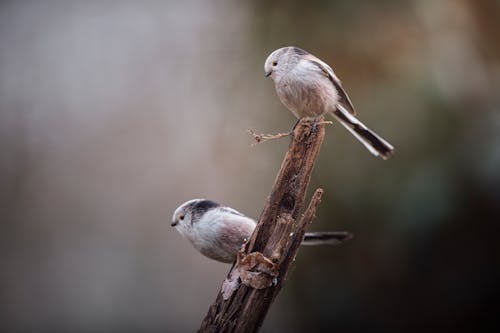 Two Birds Perching on a Stick 