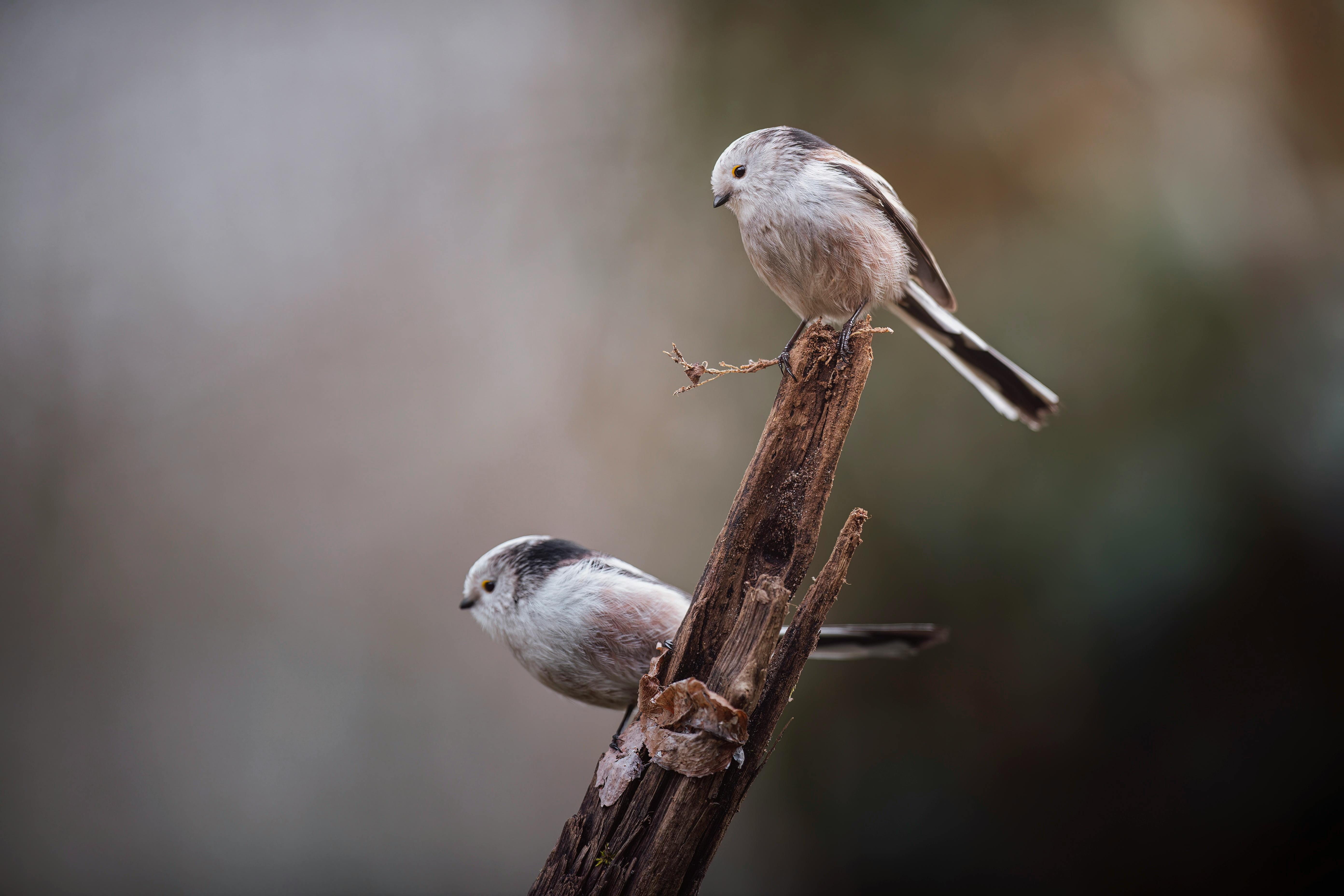 Le 300.000+ migliori foto di Natura Degli Uccelli · Download gratuito al 100%  · Foto di archivio Pexels