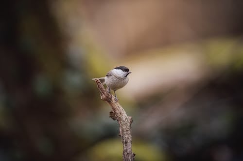 Willow Tit Perching on Branch