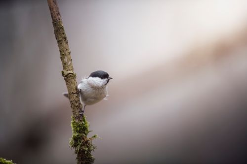 Free A marsh tit perched on a mossy branch with a soft, blurred background. Stock Photo