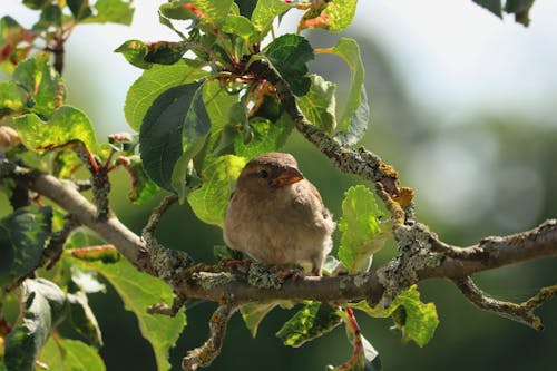 бесплатная Коричневая птица на ветке дерева в дневное время Стоковое фото