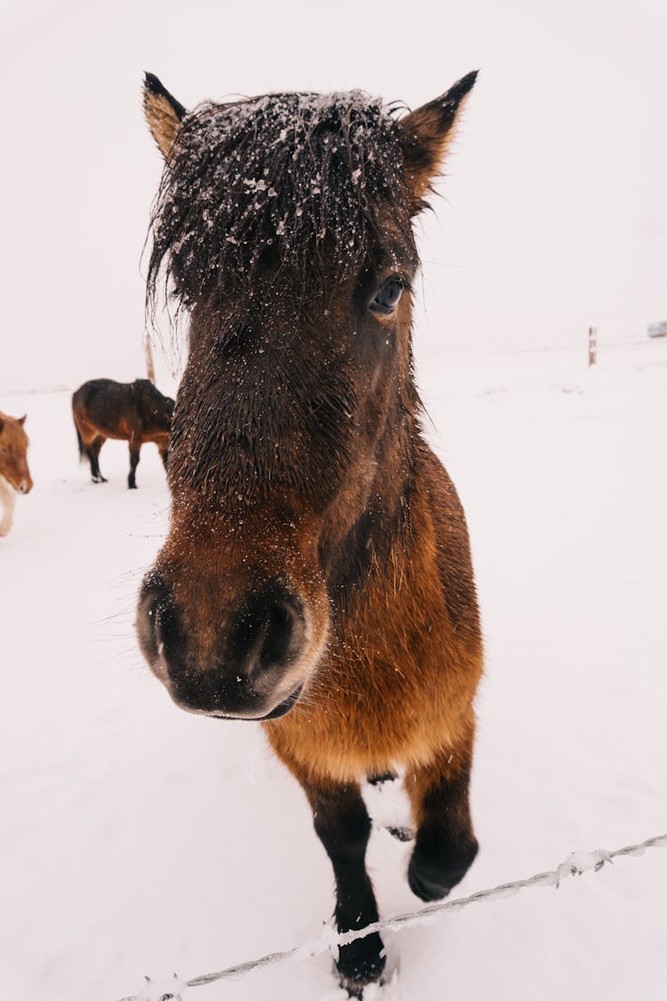 Horse Head In Winter