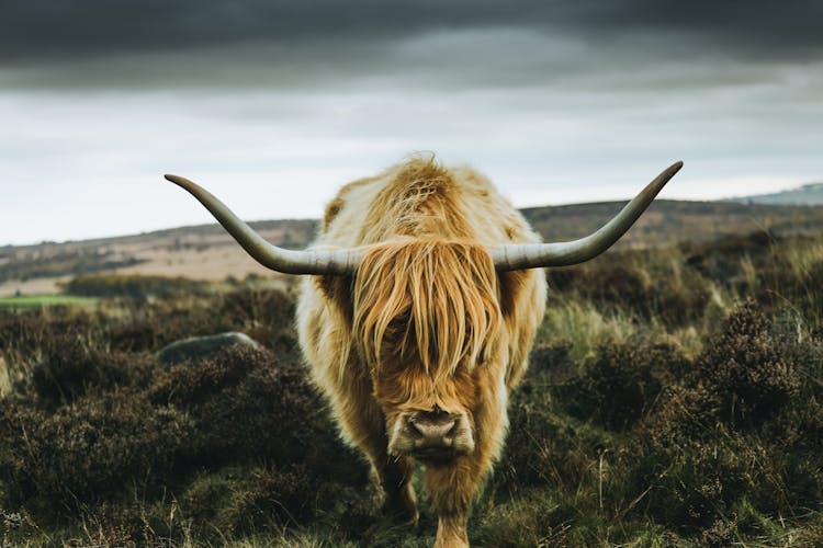 Brown Yak