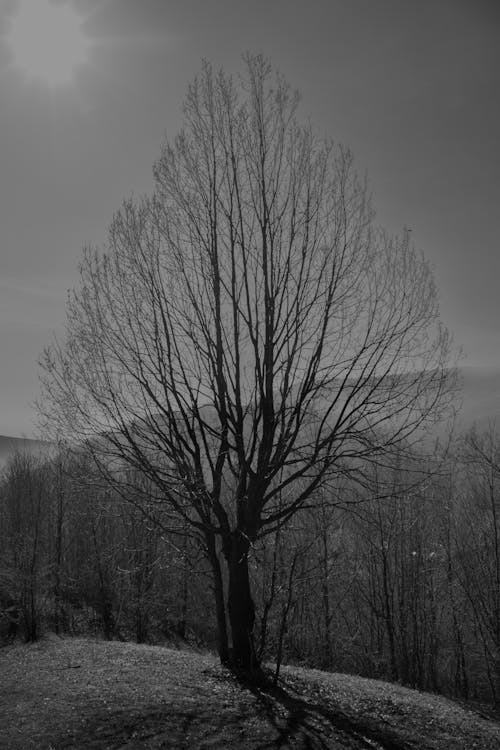 Gratis Fotos de stock gratuitas de árbol, blanco y negro, efectos solares Foto de stock