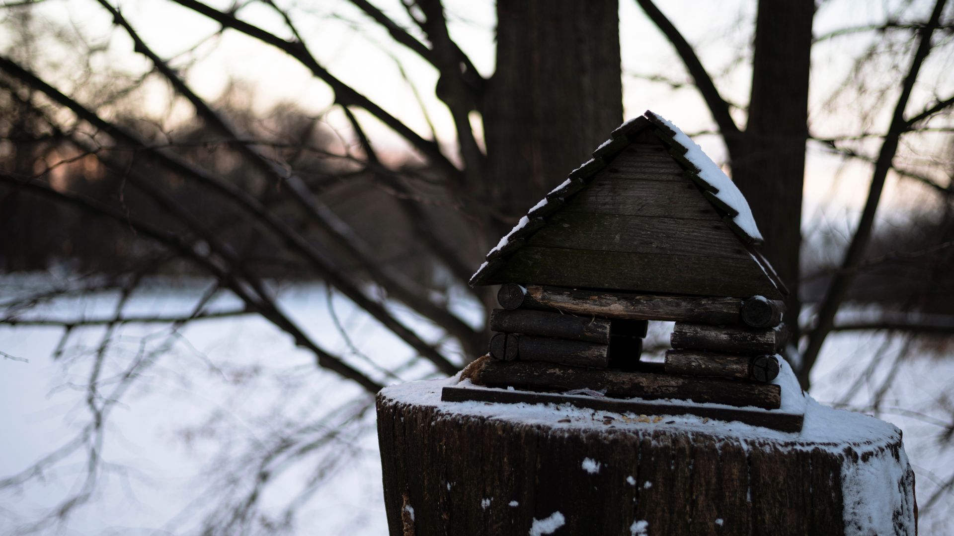 Nesting Box on Snowed Stump