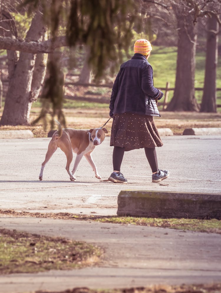 Woman Walking Dog In Park