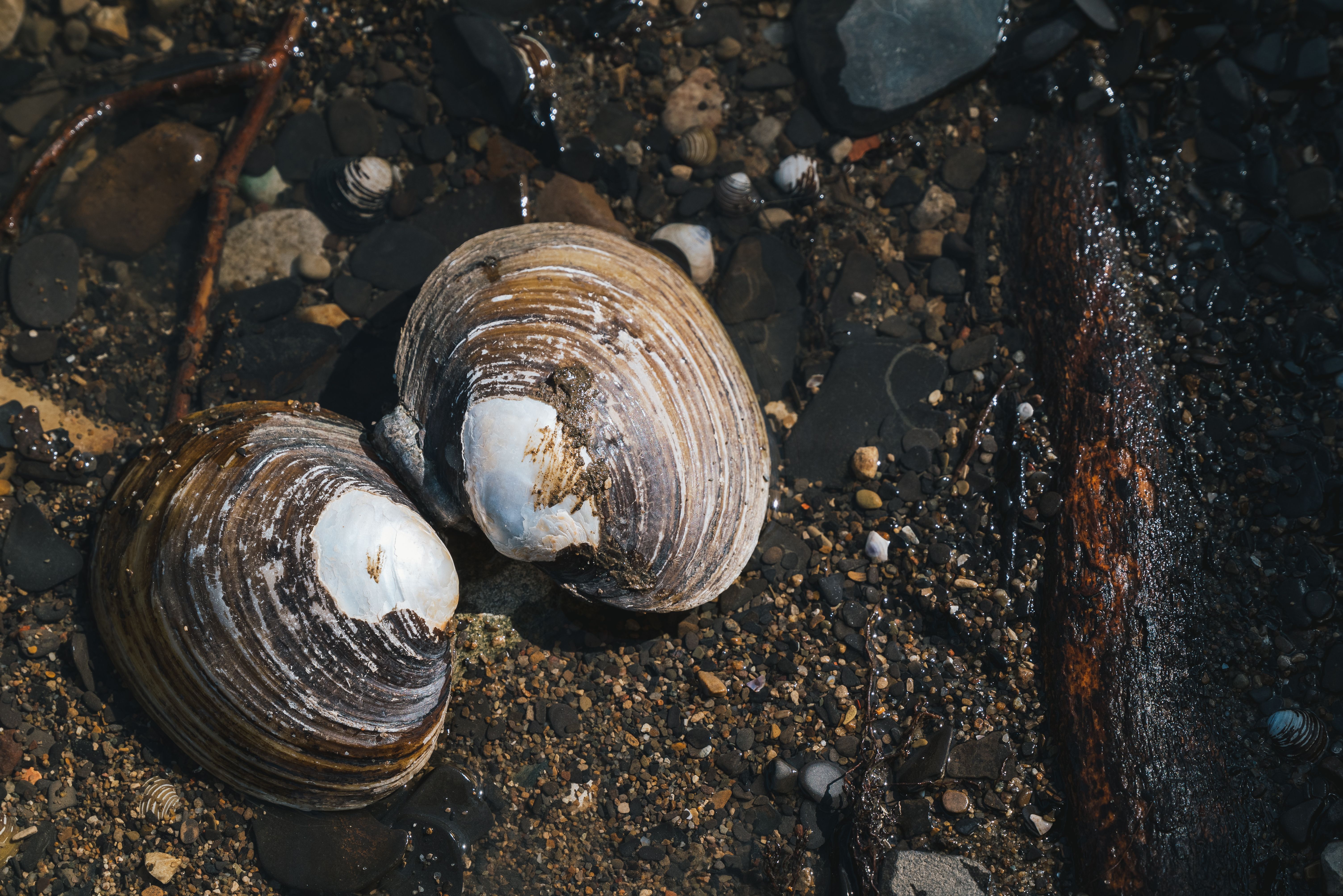 Shells on Wet Ground · Free Stock Photo