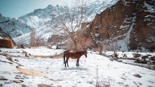 無料 コールド, 冬, 動物の無料の写真素材 写真素材