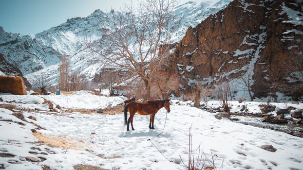 Free stock photo of cavalry, cold, frost