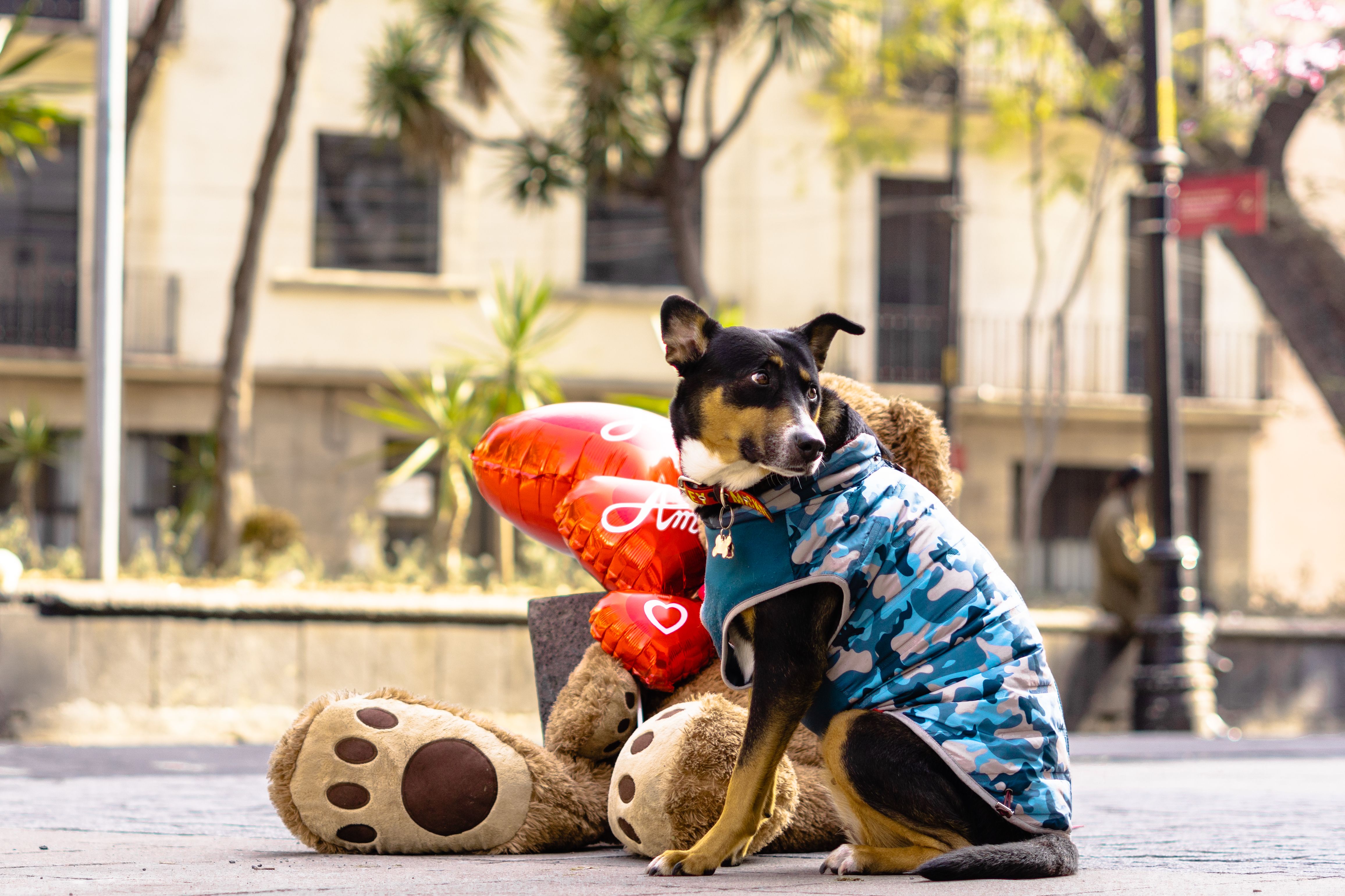 Latina-Founded Pet Lifestyle Brand Bundle x Joy Expands into PetSmart Stores Nationwide — Photo by Heber Vazquez on Pexels