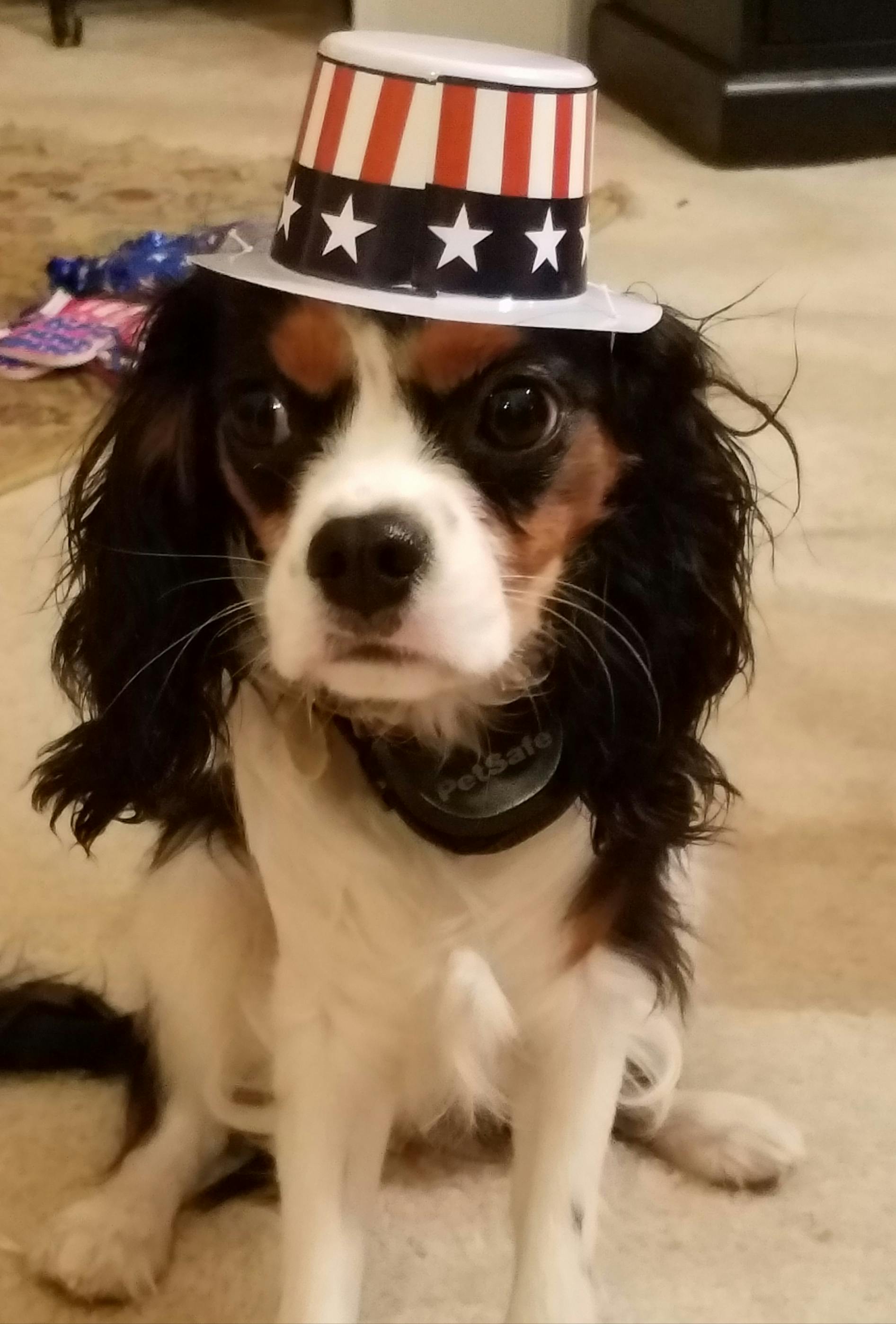 Free stock photo of Cavalier King Charles Spaniel, dog with hat, patriotic dog