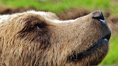 棕熊在绿色背景下的详细特写肖像