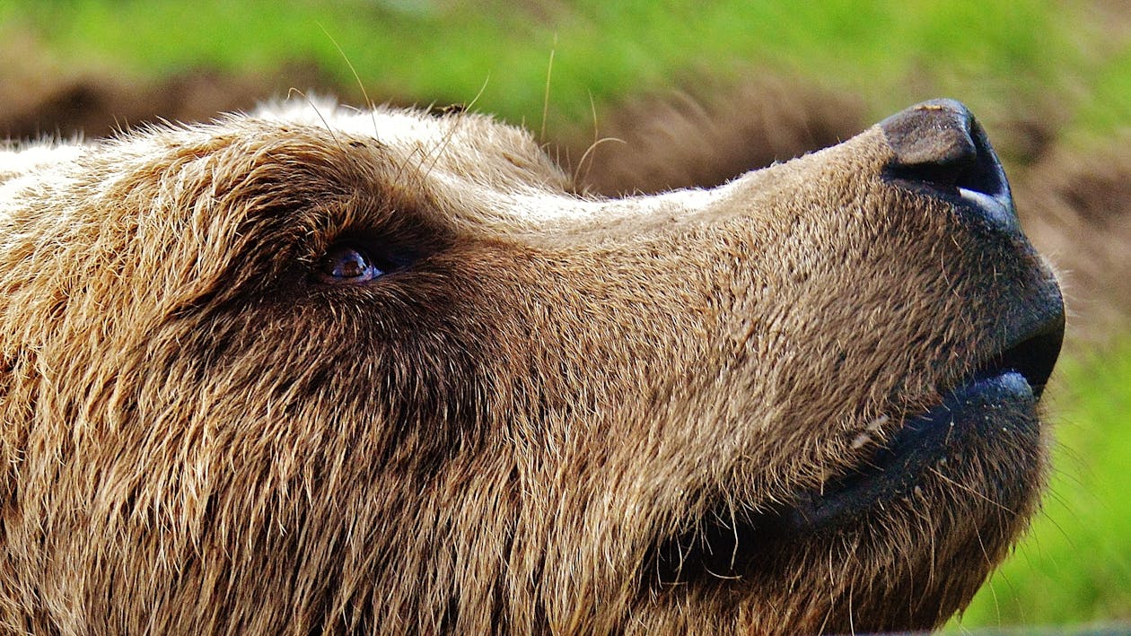 bear looking into the sky