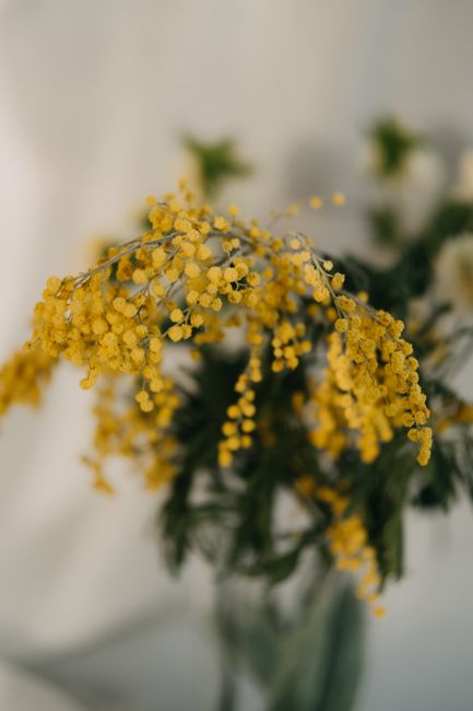A detailed view of vibrant yellow mimosa flowers in bloom, captured indoors.