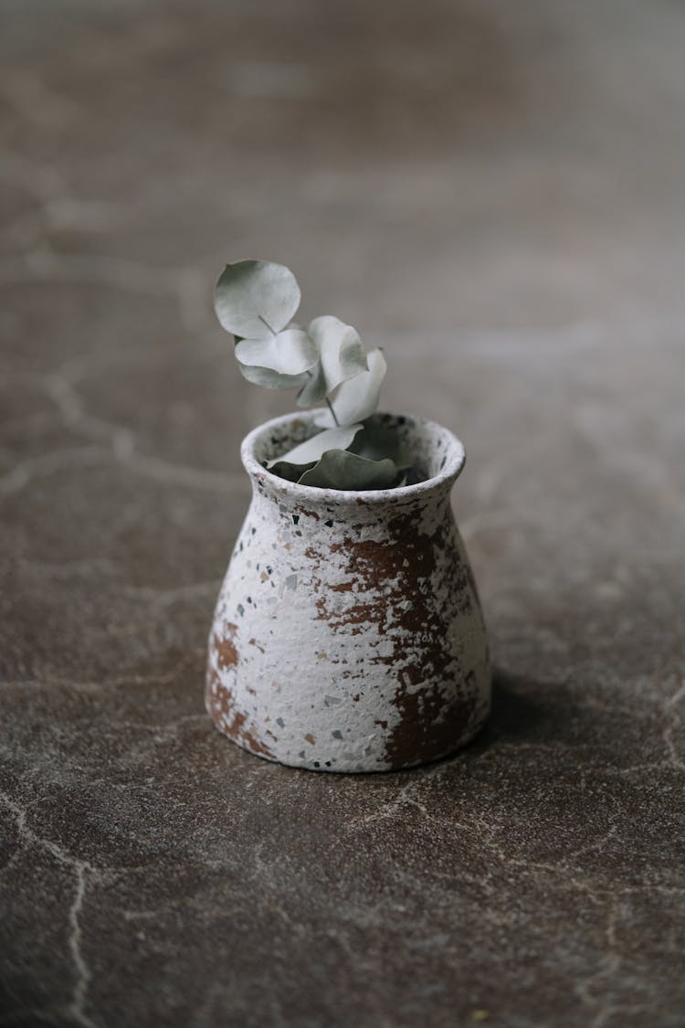 Small Vase With A Plant